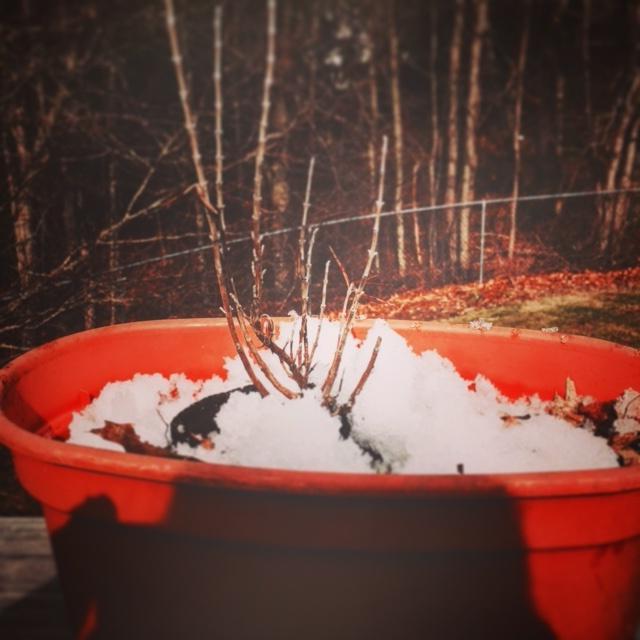 bare trees growing in a pot with snow on the bottom